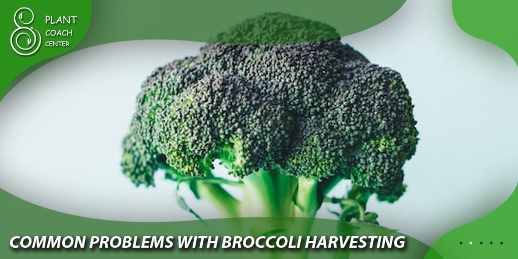 Common Problems with Broccoli Harvesting:
