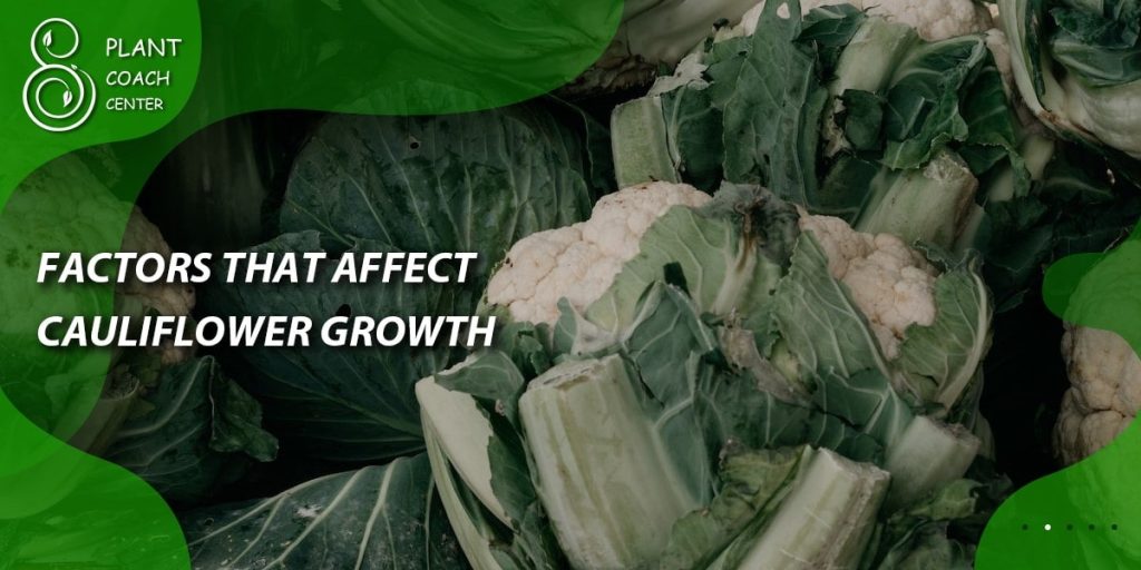 Factors that Affect Cauliflower Growth: