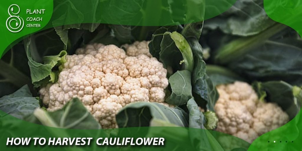 How to Harvest Cauliflower