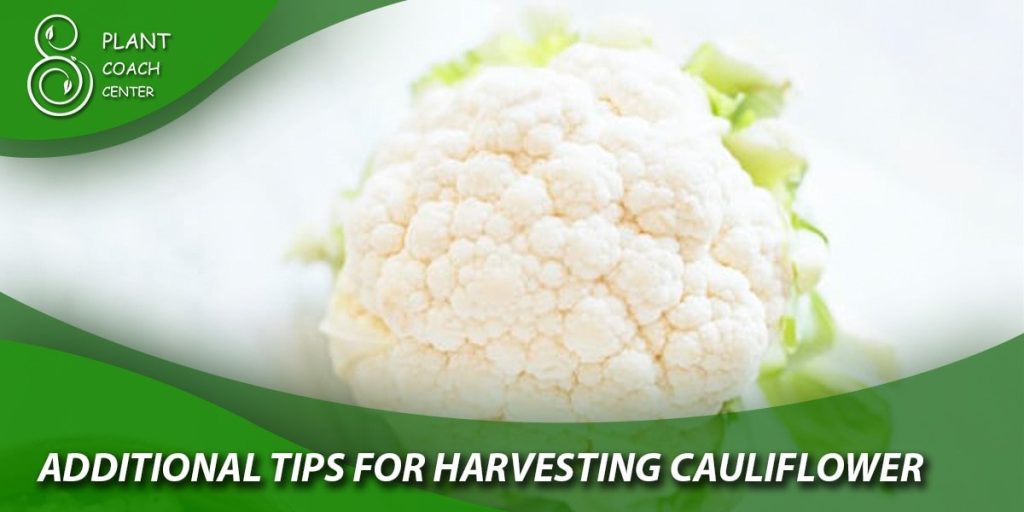 Additional Tips for Harvesting Cauliflower