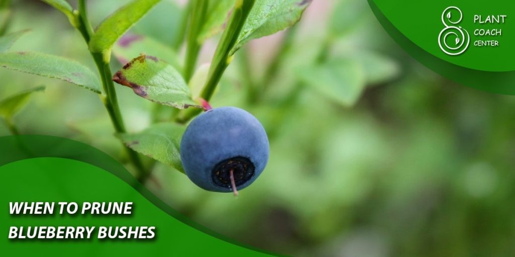  When to Prune Blueberry Bushes
