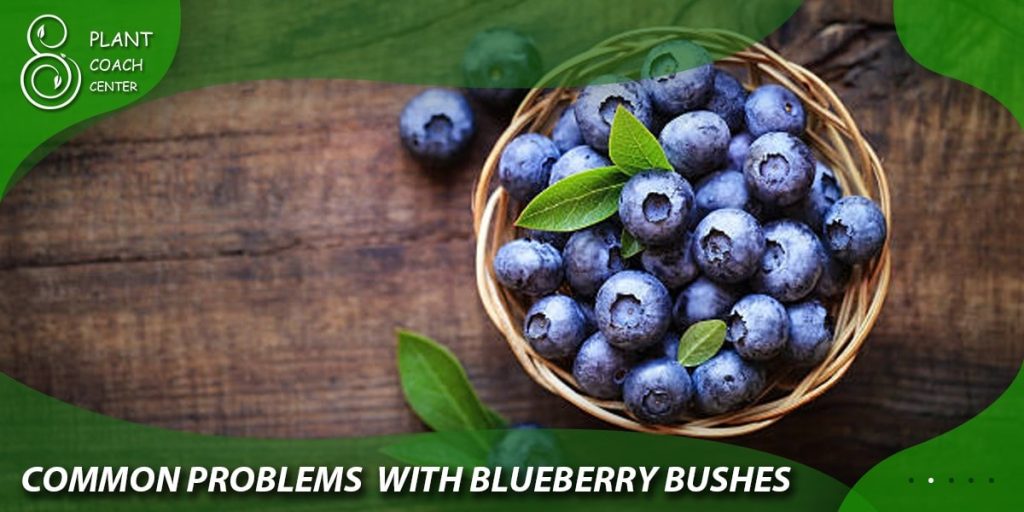  Common Problems with Blueberry Bushes