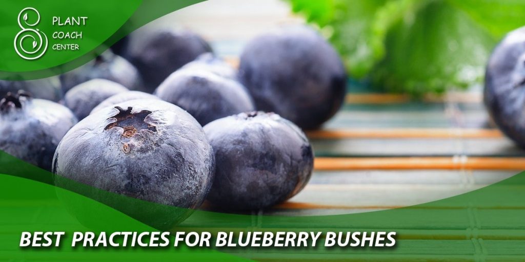  Best Practices for Blueberry Bush Care