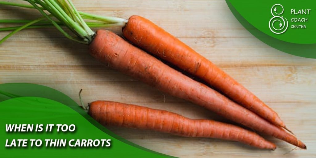 When is it Too Late to Thin Carrots?