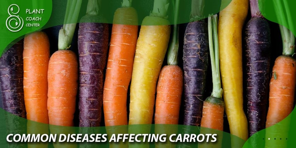 Common Carrot Problems and Solutions