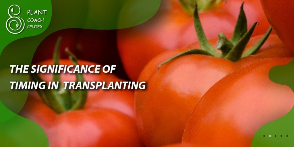 The Significance of Timing in Transplanting