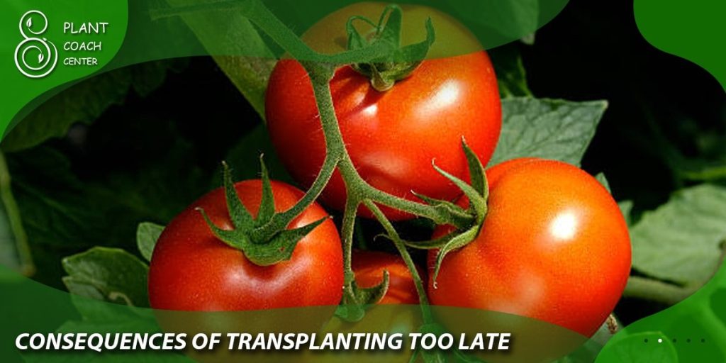 Consequences of Transplanting Too Late