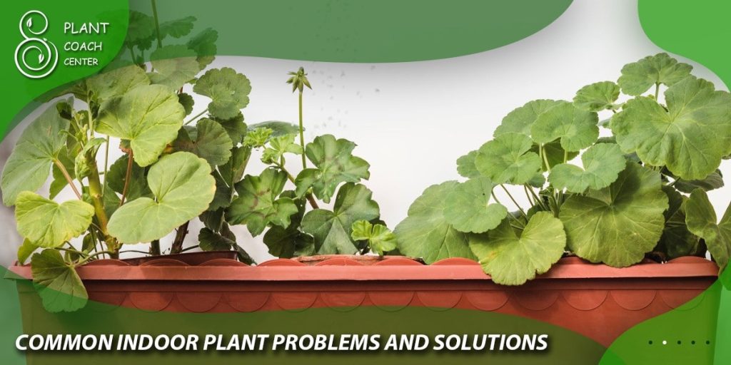 Common Indoor Plant Problems and Solutions