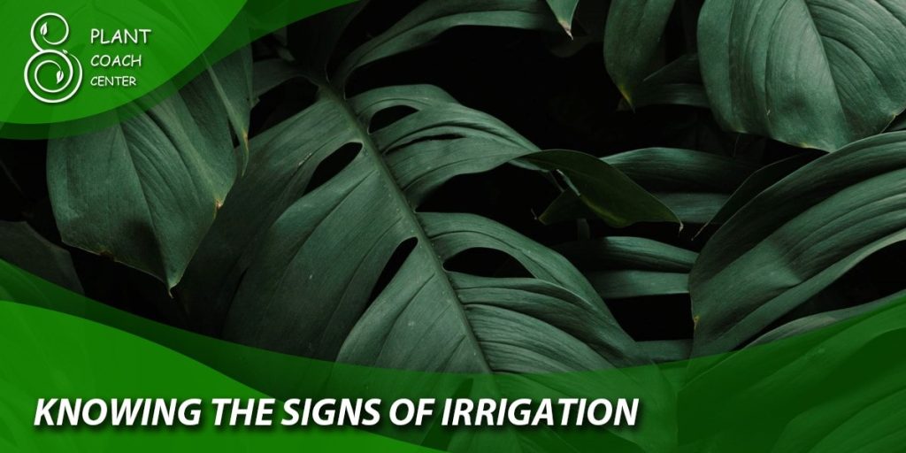 knowing the signs of irrigation