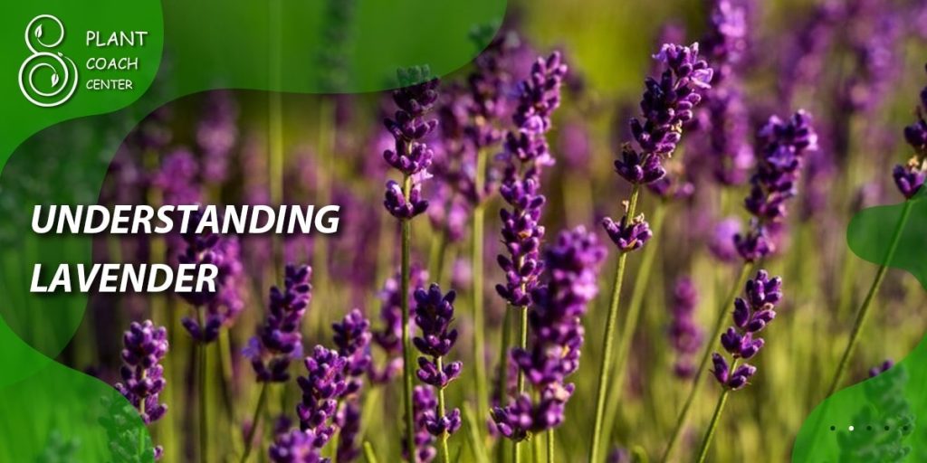 Understanding Lavender