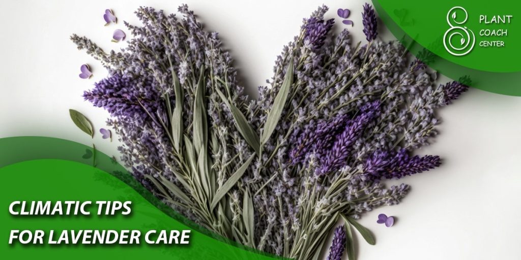 climatic tips for lavender care