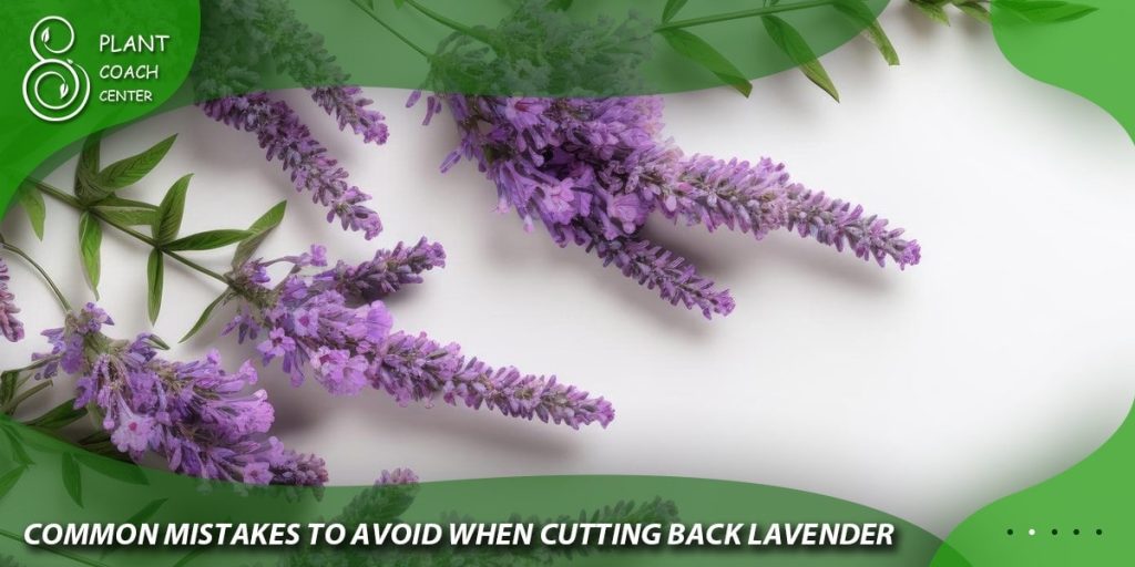 Common Mistakes to Avoid When Cutting Back Lavender