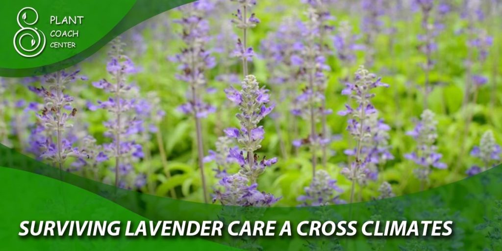 Surviving Lavender Care across Climates
