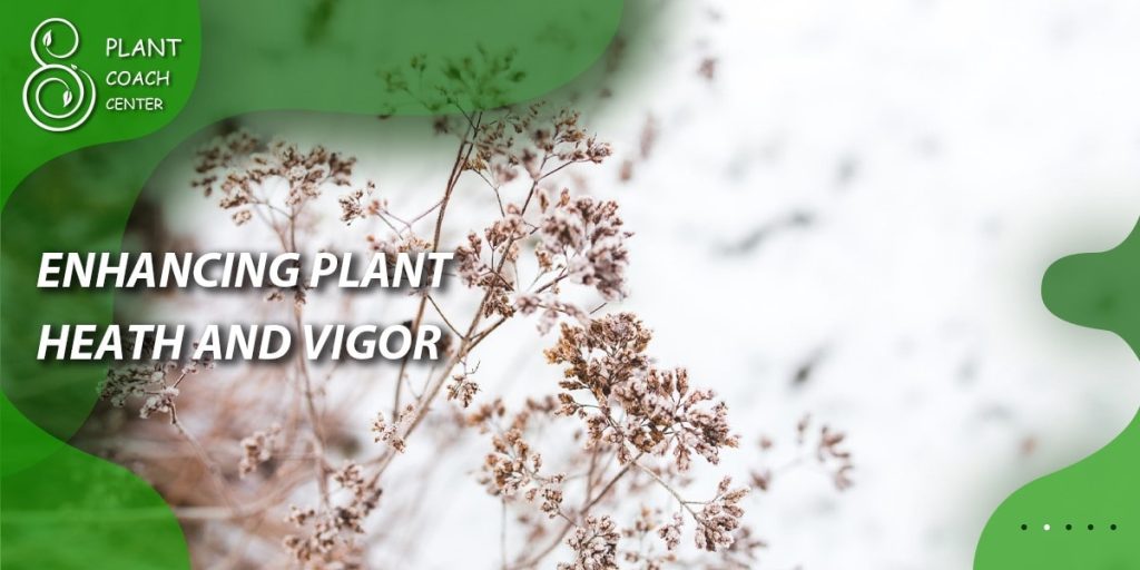 Enhancing Plant Health and Vigor