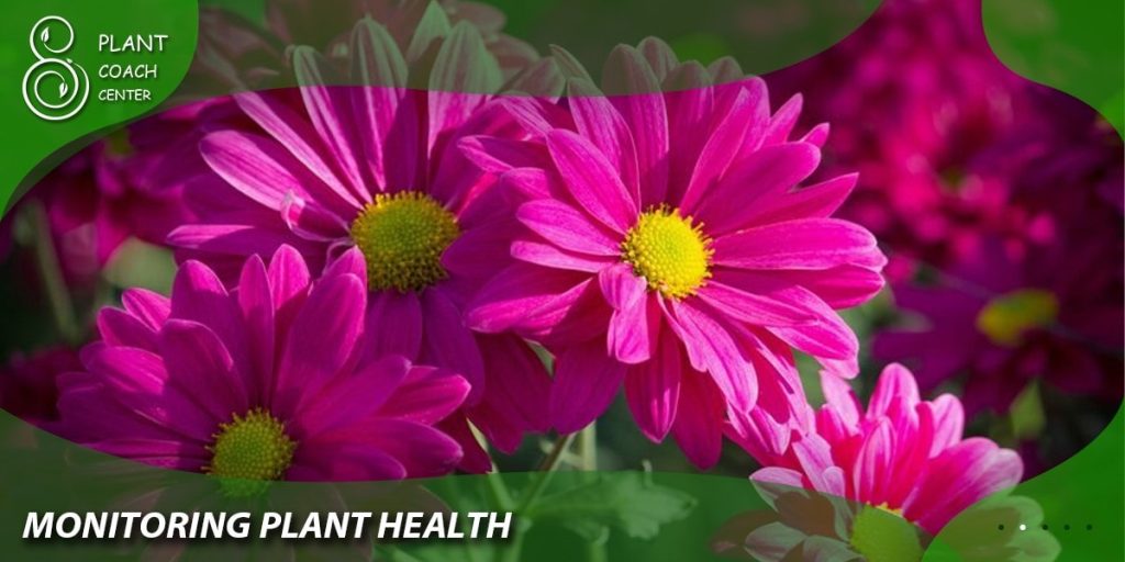 Monitoring Plant Health