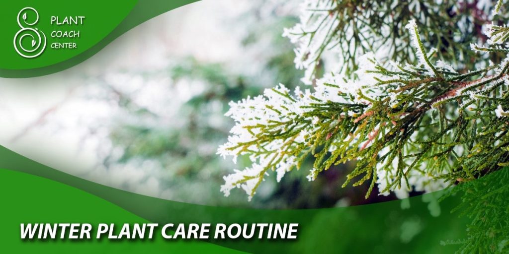 Winter Plant Care Routine