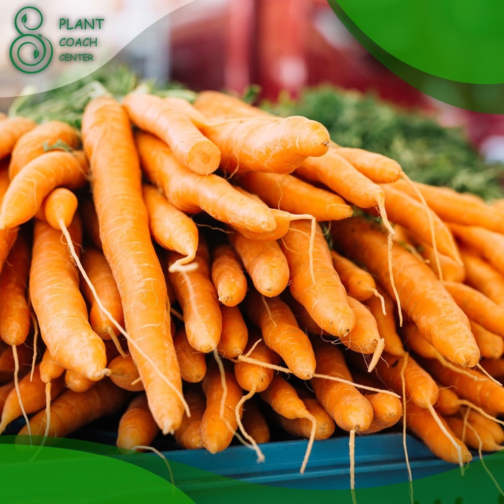 When Should You Harvest Carrots