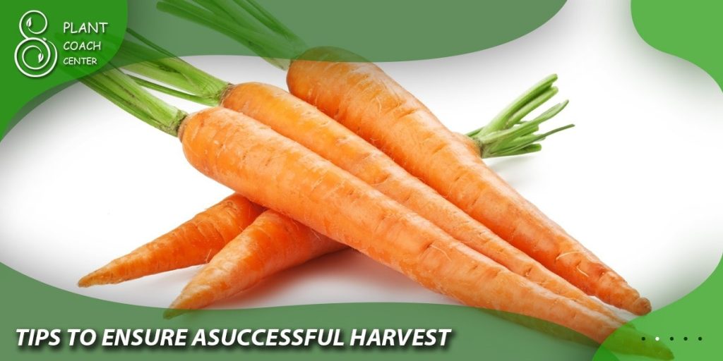 Tips to Ensure a Successful Harvest