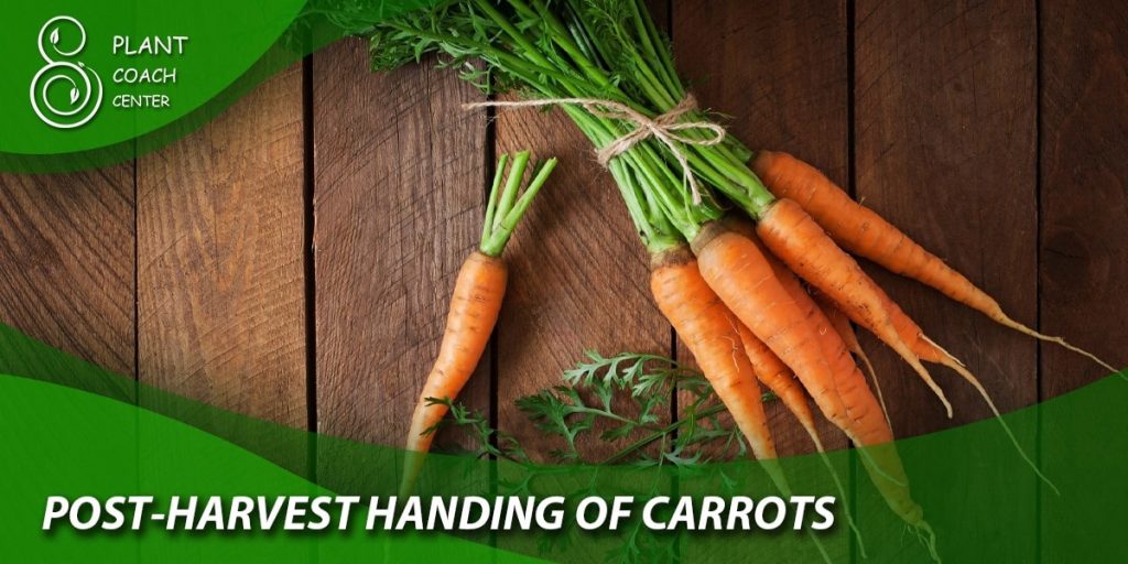Post-Harvest Handling of Carrots