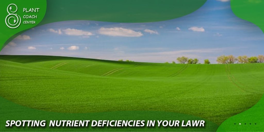 Spotting Nutrient Deficiencies in Your Lawn