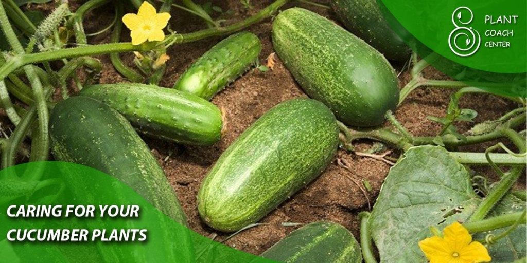 Caring for Your Cucumber Plants