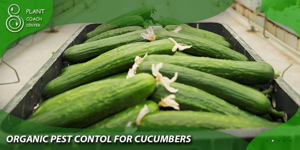 Organic Pest Control for Cucumbers