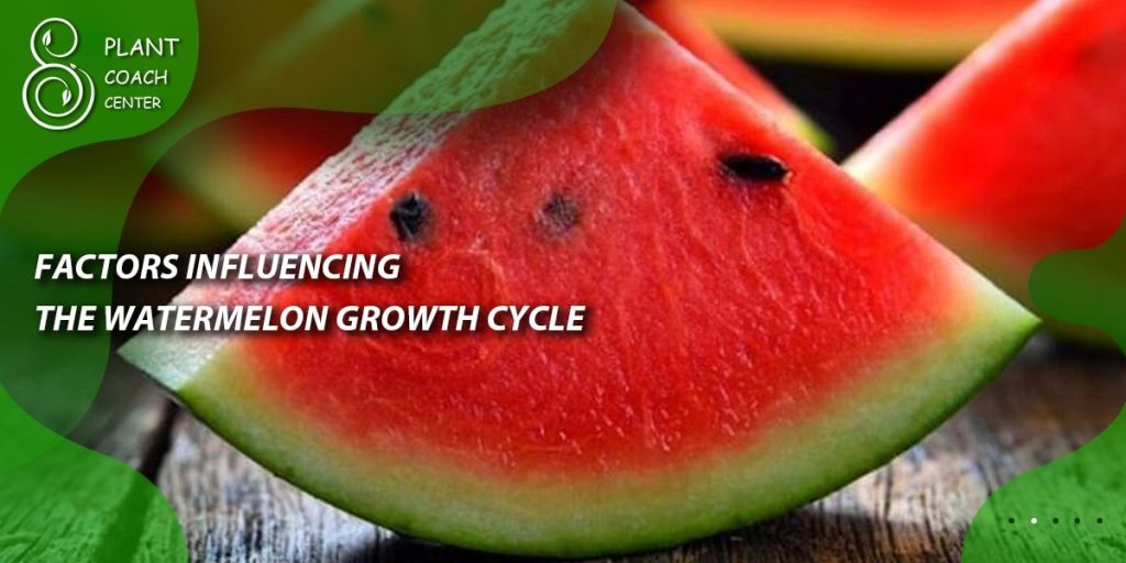 Factors Influencing the Watermelon Growth Cycle