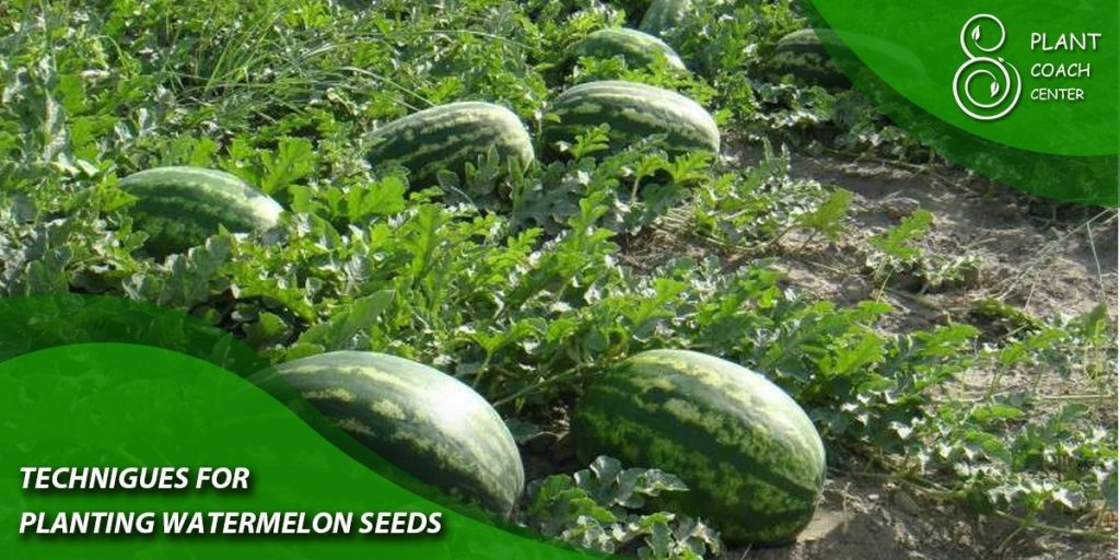 Techniques for Planting Watermelon Seeds