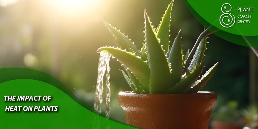 The Impact of Heat on Plants