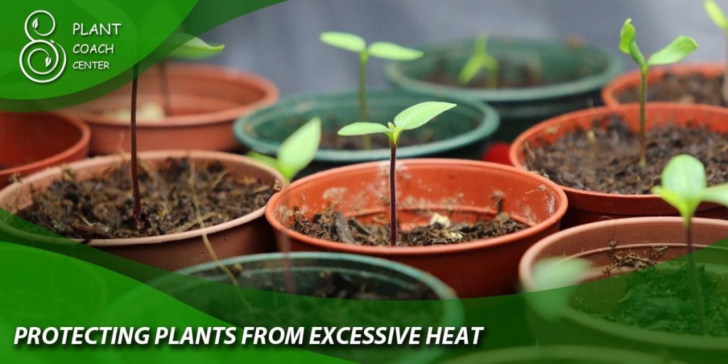 Protecting Plants from Excessive Heat