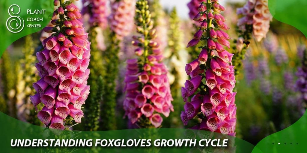 Understanding Foxgloves Growth Cycle