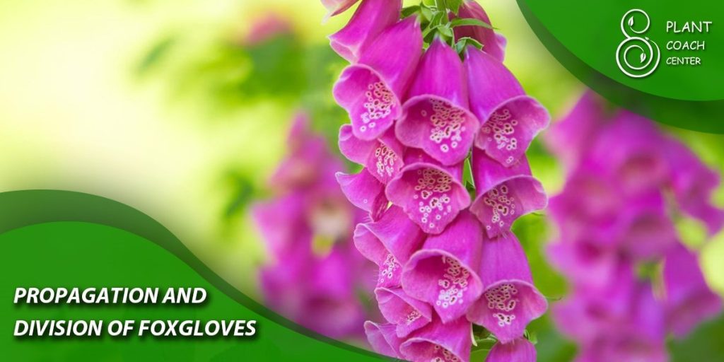 Propagation and Division of Foxgloves