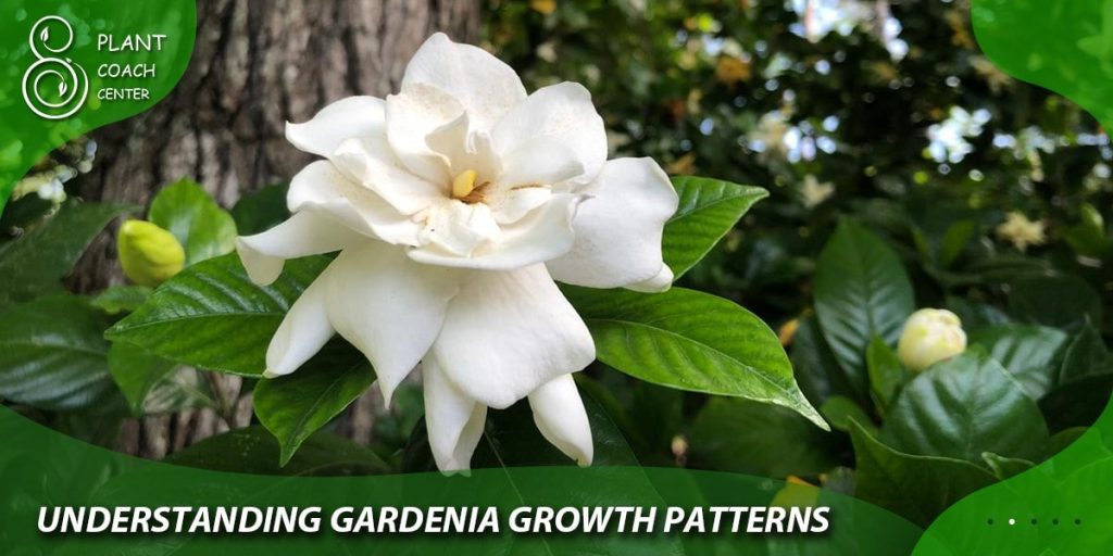 Understanding Gardenia Growth Patterns