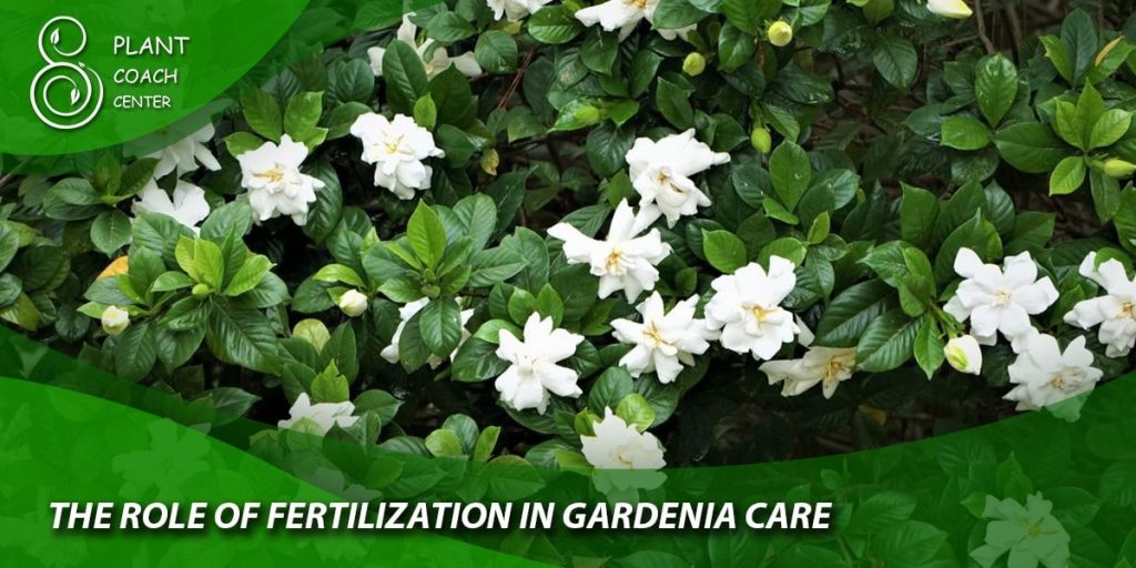 The Role of Fertilization in Gardenia Care