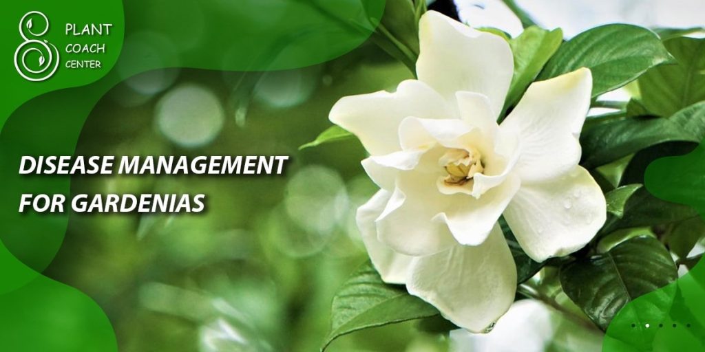 Disease Management for Gardenias