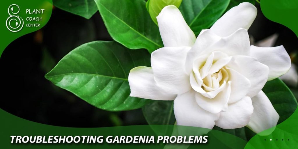 Troubleshooting Gardenia Problems