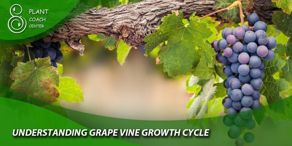 Understanding Grape Vine Growth Cycle