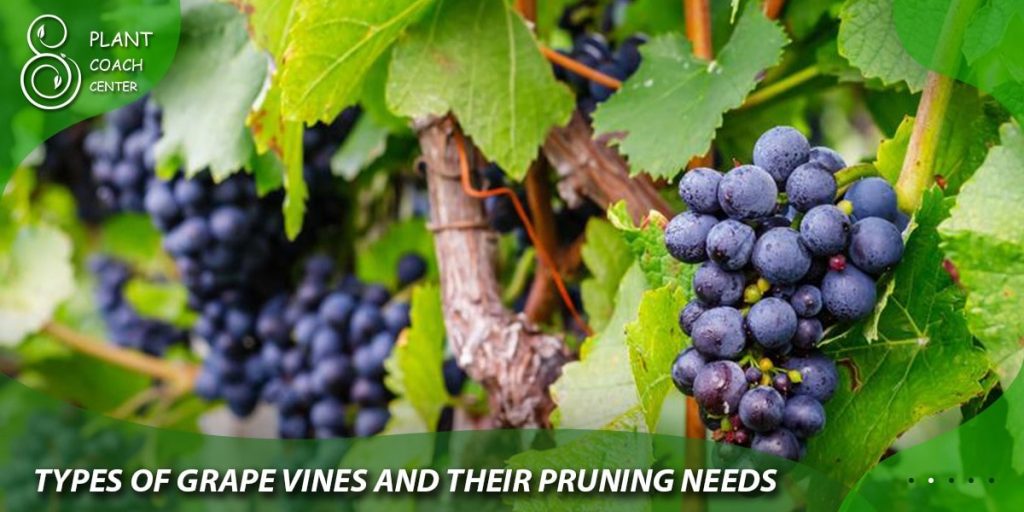 Types of Grape Vines and Their Pruning Needs