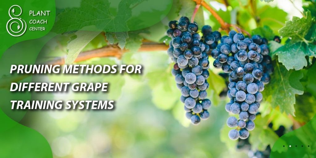 Pruning Methods for Different Grape Training Systems