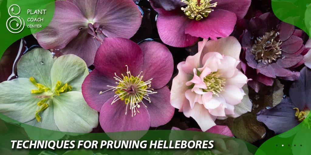 Techniques for Pruning Hellebores