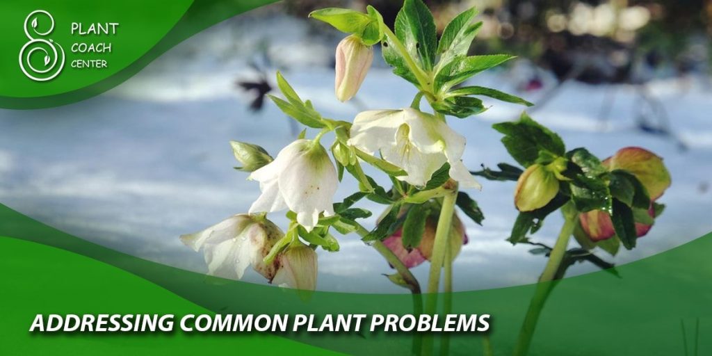 Addressing Common Plant Problems