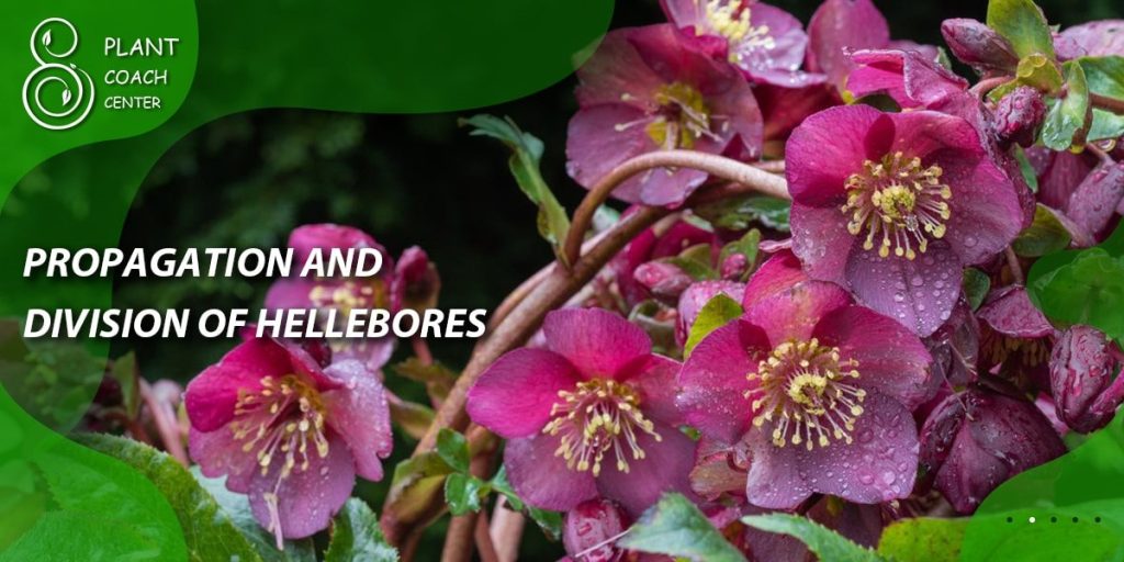Propagation and Division of Hellebores