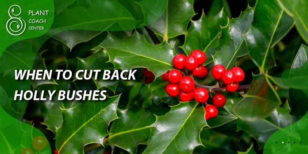 When to Cut Back Holly Bushes