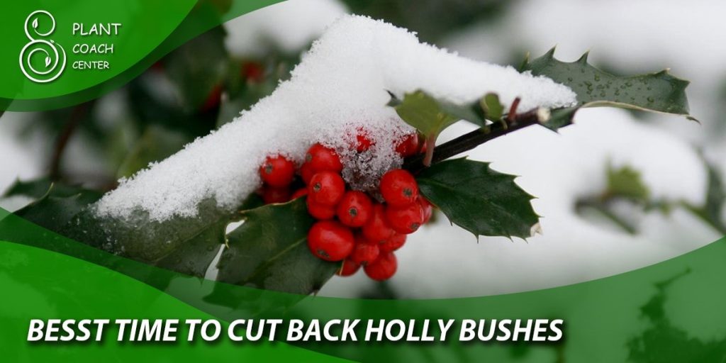 best time to cut back holly bushes