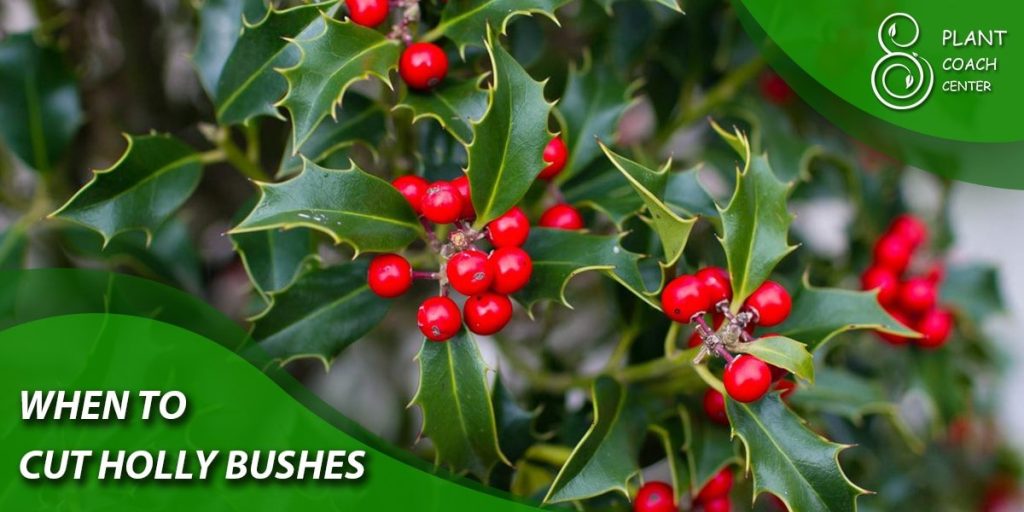 when to cut holly bushes