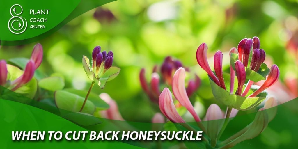 When to Cut Back Honeysuckle