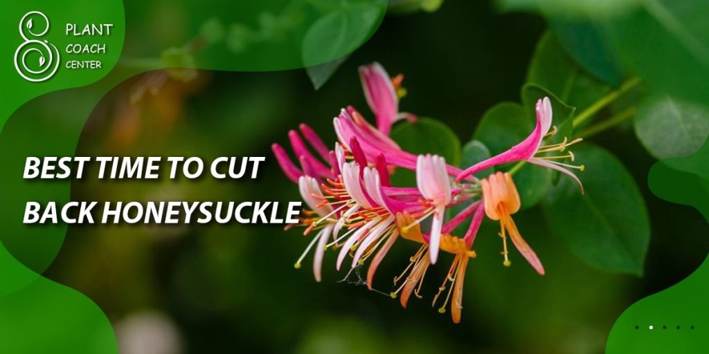 best time to cut back honeysuckle