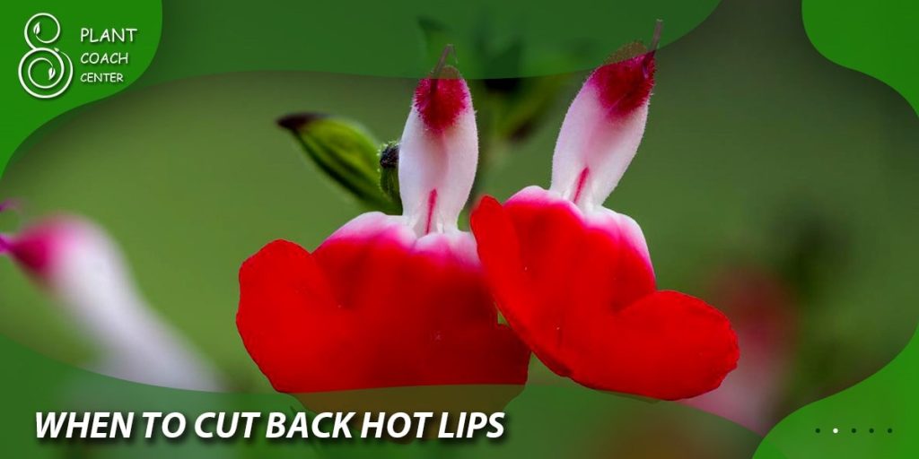 when to cut back hot lips