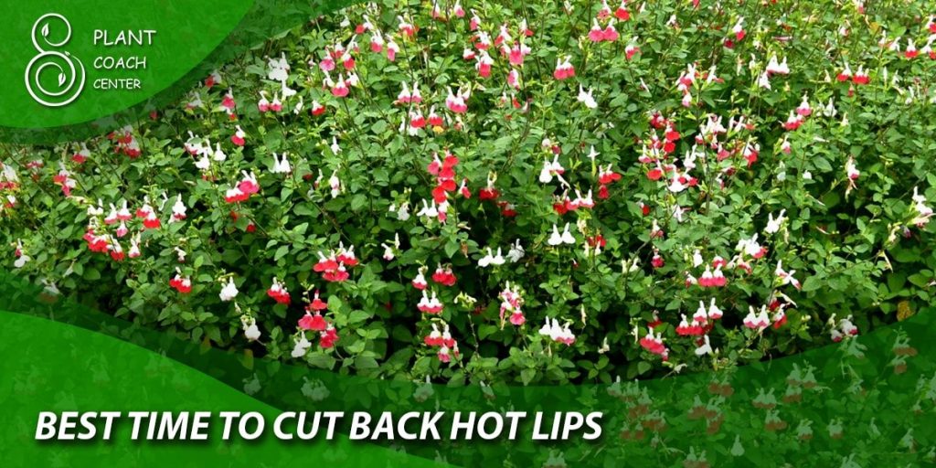 best time to cut back hot lips