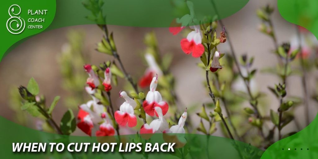 when to cut hot lips back
